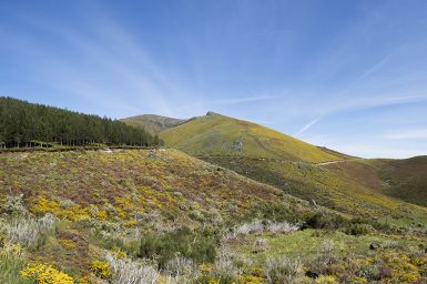 Vida Natural - Baião