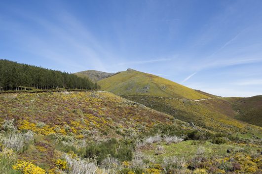 Vida Natural - Baião